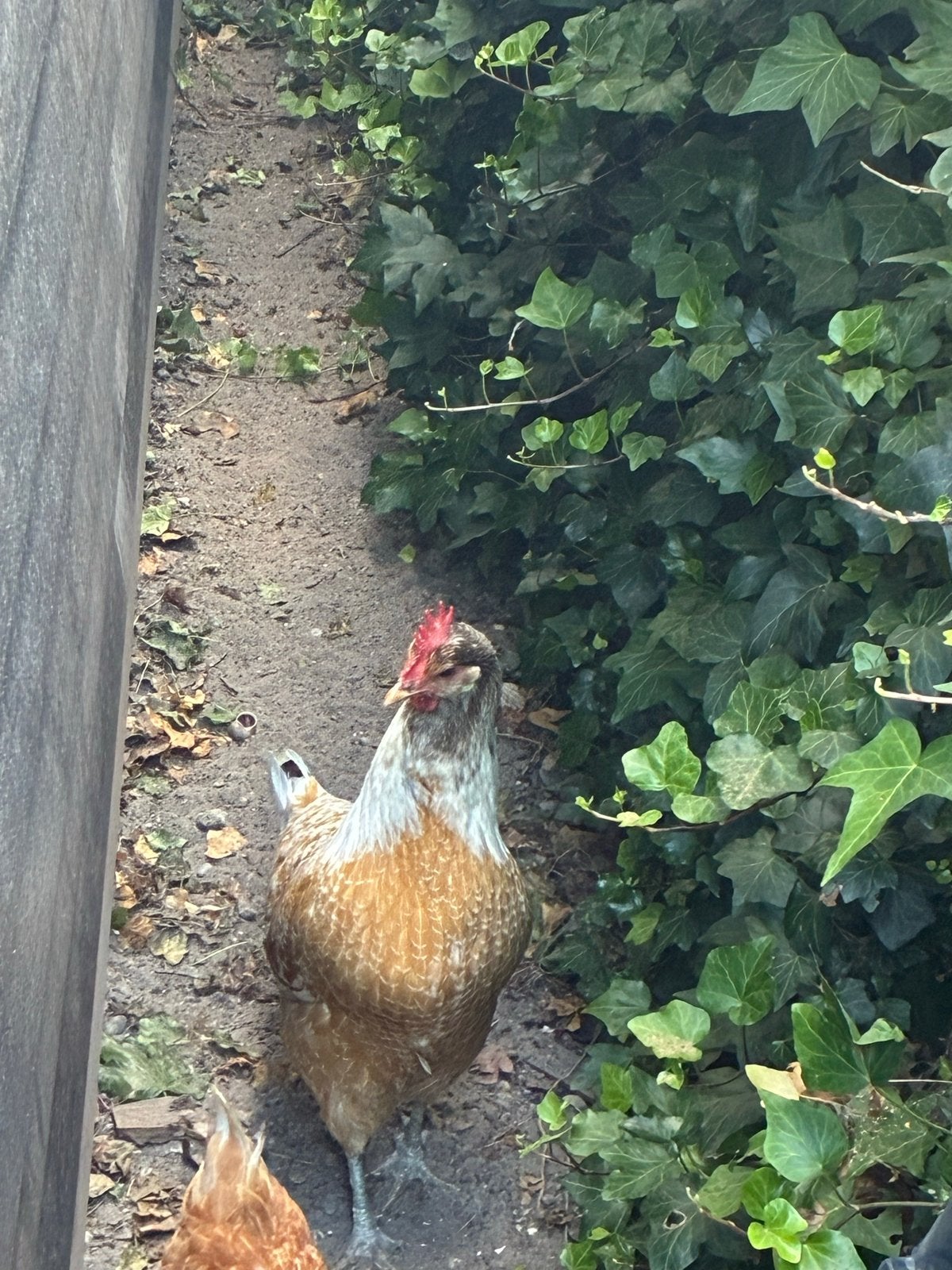 Mooie kip 2,5 jaar oud en elke dag een lekker ei, Dieren en Toebehoren, Pluimvee, Vrouwelijk, Kip