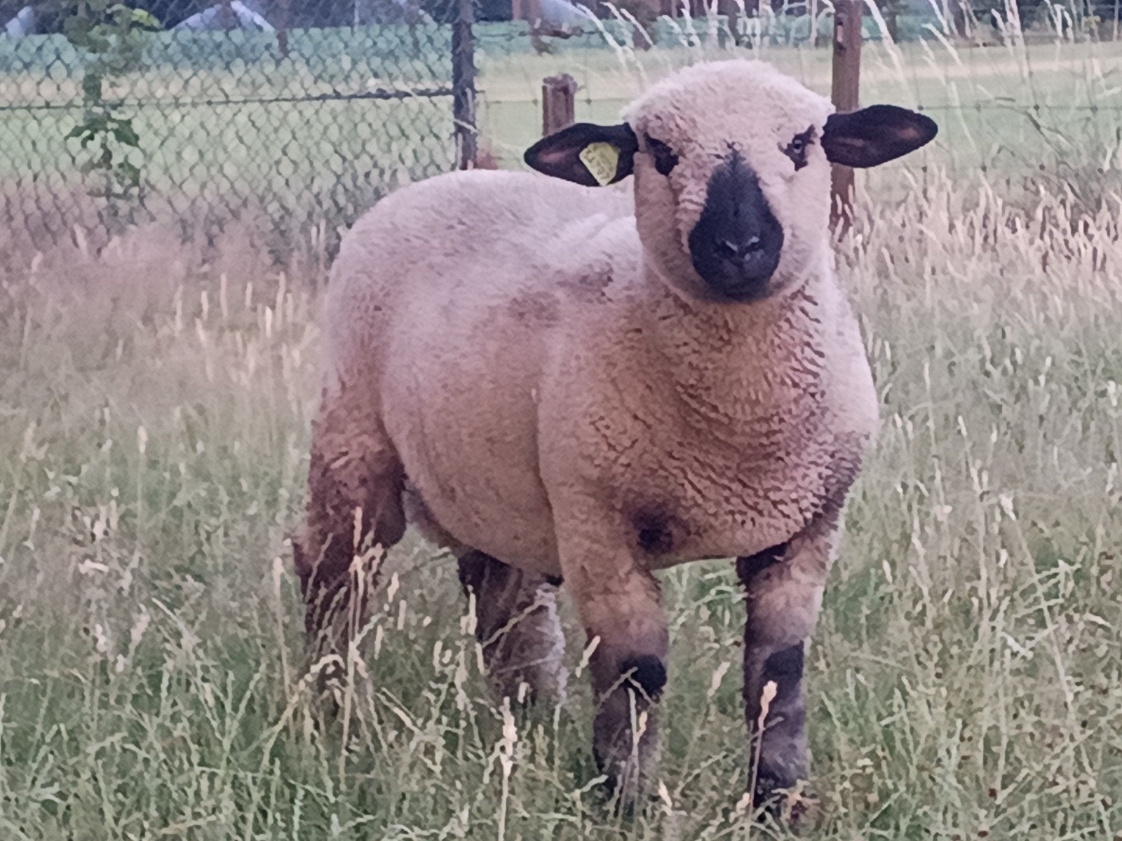 Hampshire Down, Mannelijk, Schaap