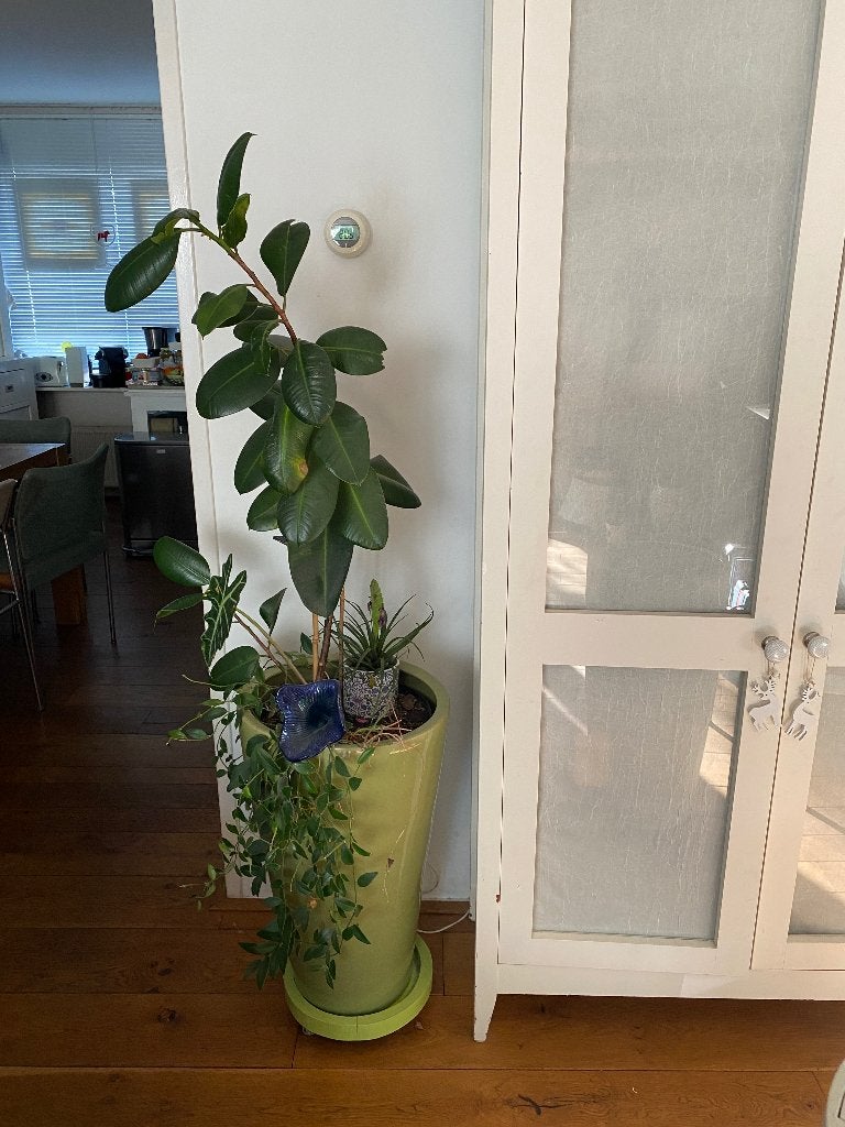 grote bloempot voor binnen, Gebruikt, Rond, Binnen, Aardewerk