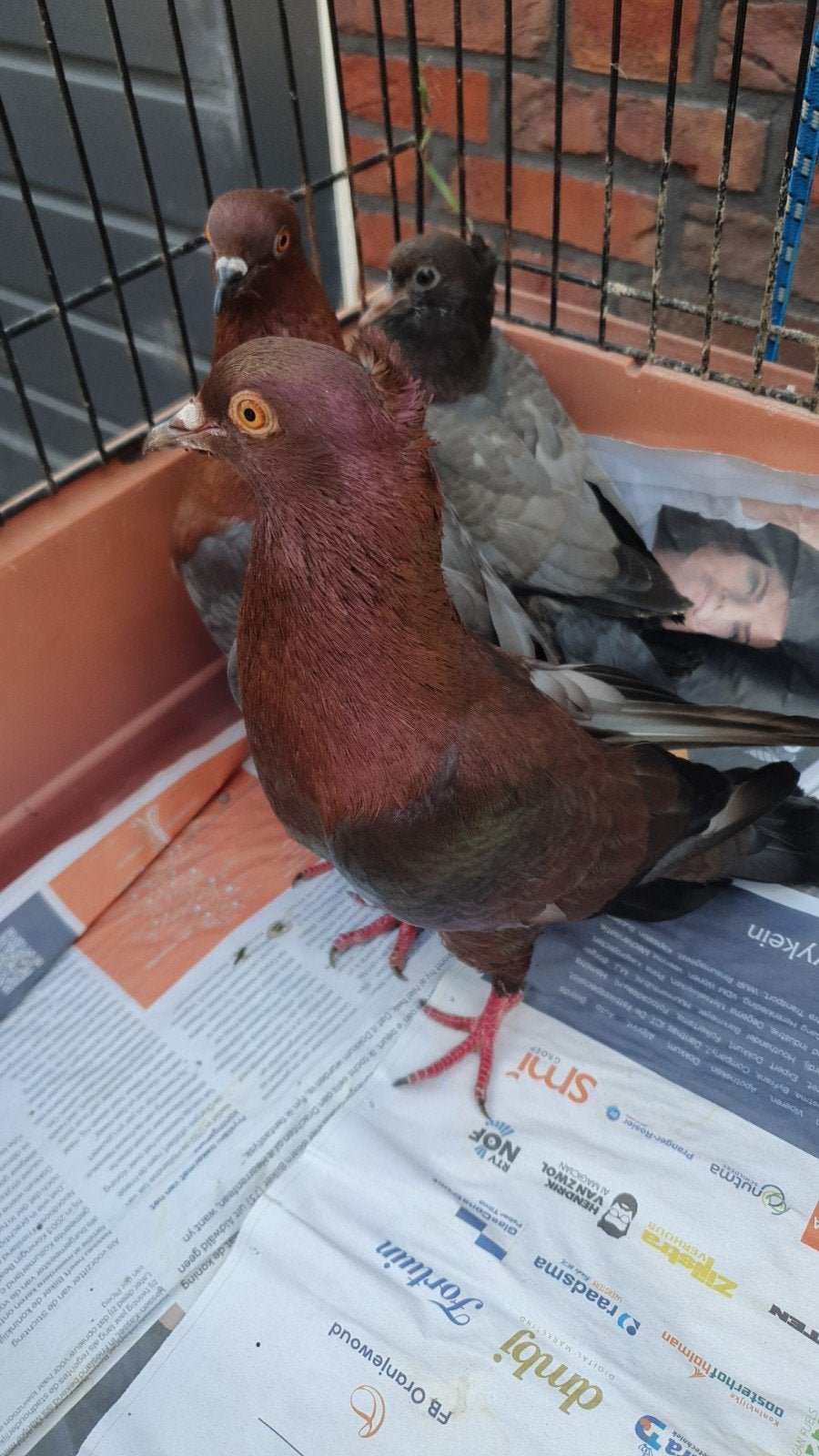 Jonge vinkduiven, Dieren en Toebehoren, Vogels | Duiven, Meerdere dieren