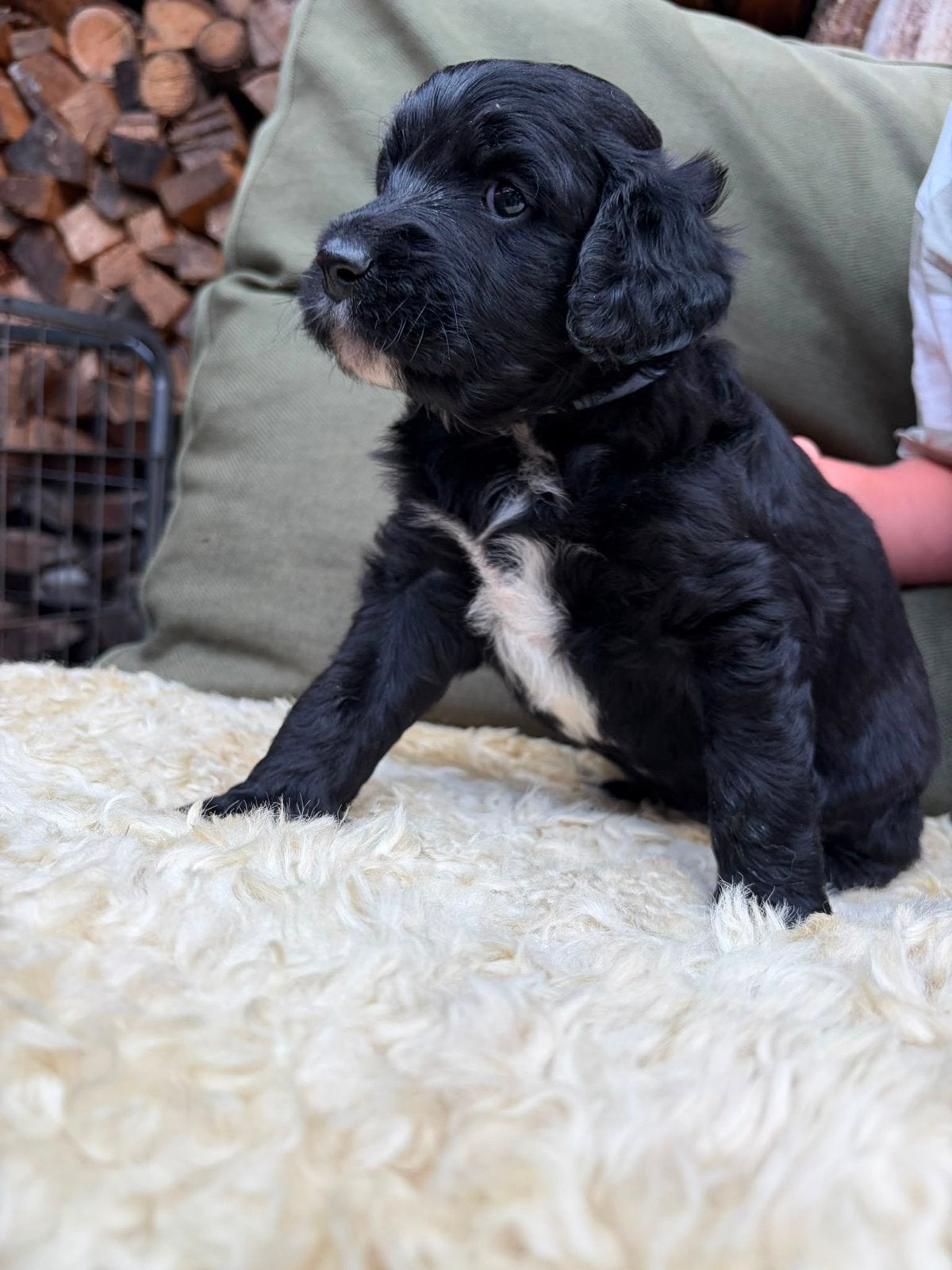 Knappe labradoodle pups, unieke kleur., Overige rassen, 8 tot 15 weken, Parvo, Meerdere
