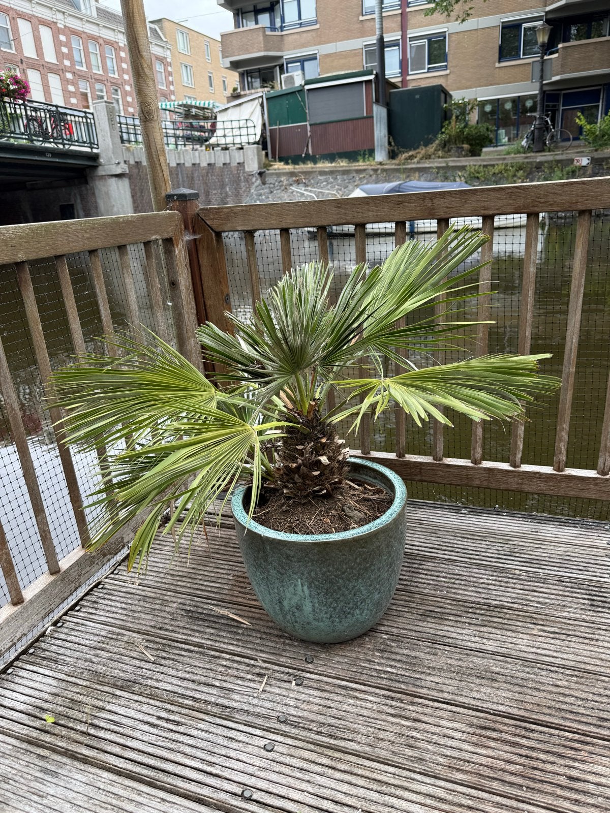 Grote Europese dwergpalm (Chamaerops) inclusief sierpot, Volle zon, Vaste plant, Bloeit niet, Ophalen
