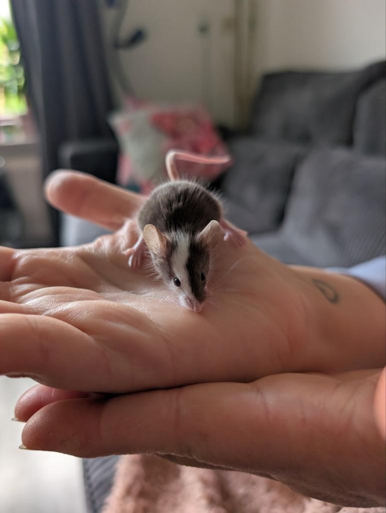 Kleurmuizen, Dieren en Toebehoren, Knaagdieren, April, Muis, Meerdere dieren, Tam