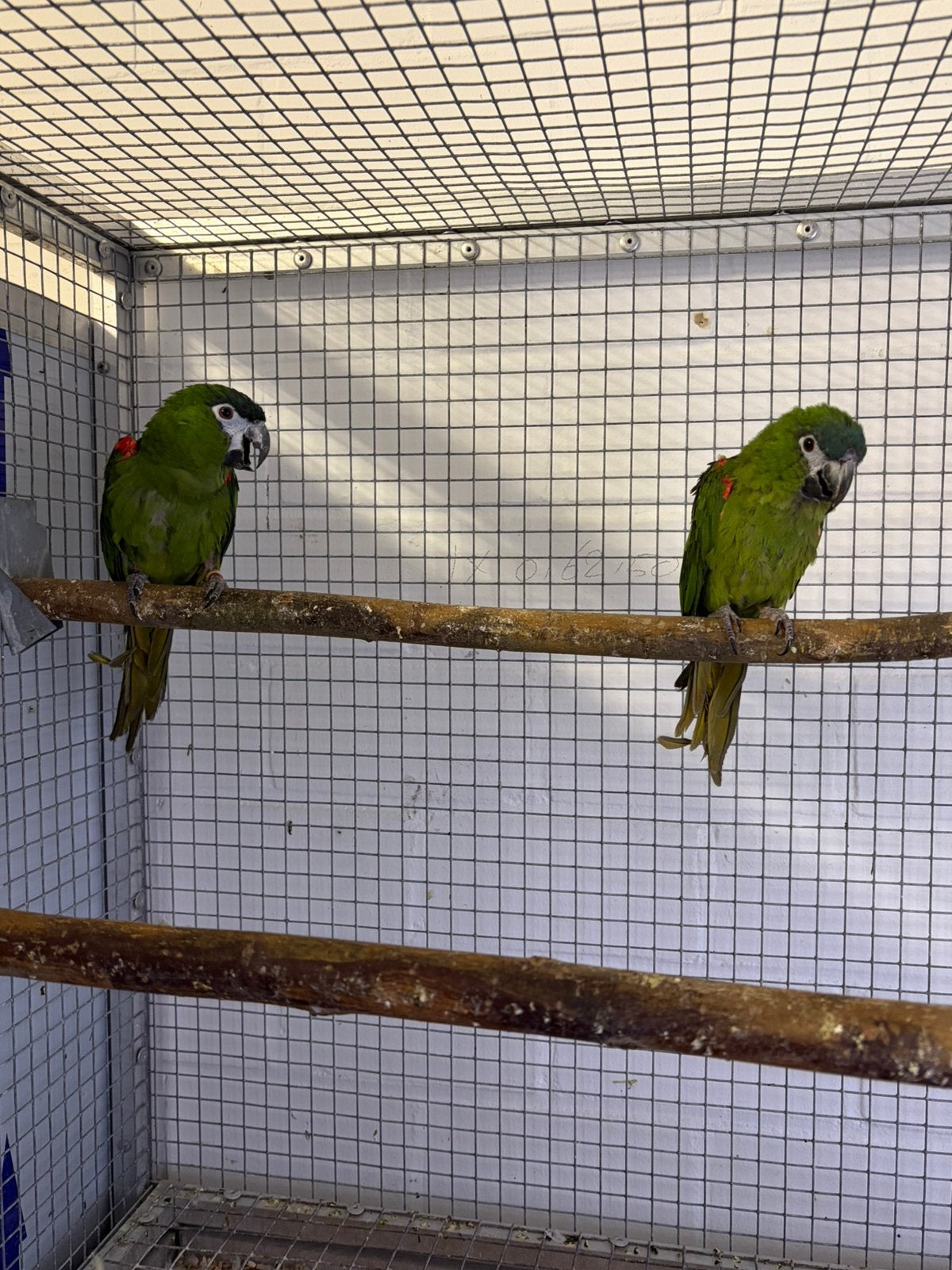 KweekKoppel ara nobilis, Meerdere dieren, Papegaai, Geringd