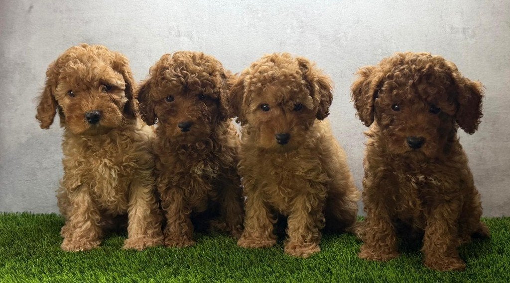 Toy Poedel / Dwerg Poedel Pups, Poedel, België, Fokker | Hobbymatig, 8 tot 15 weken