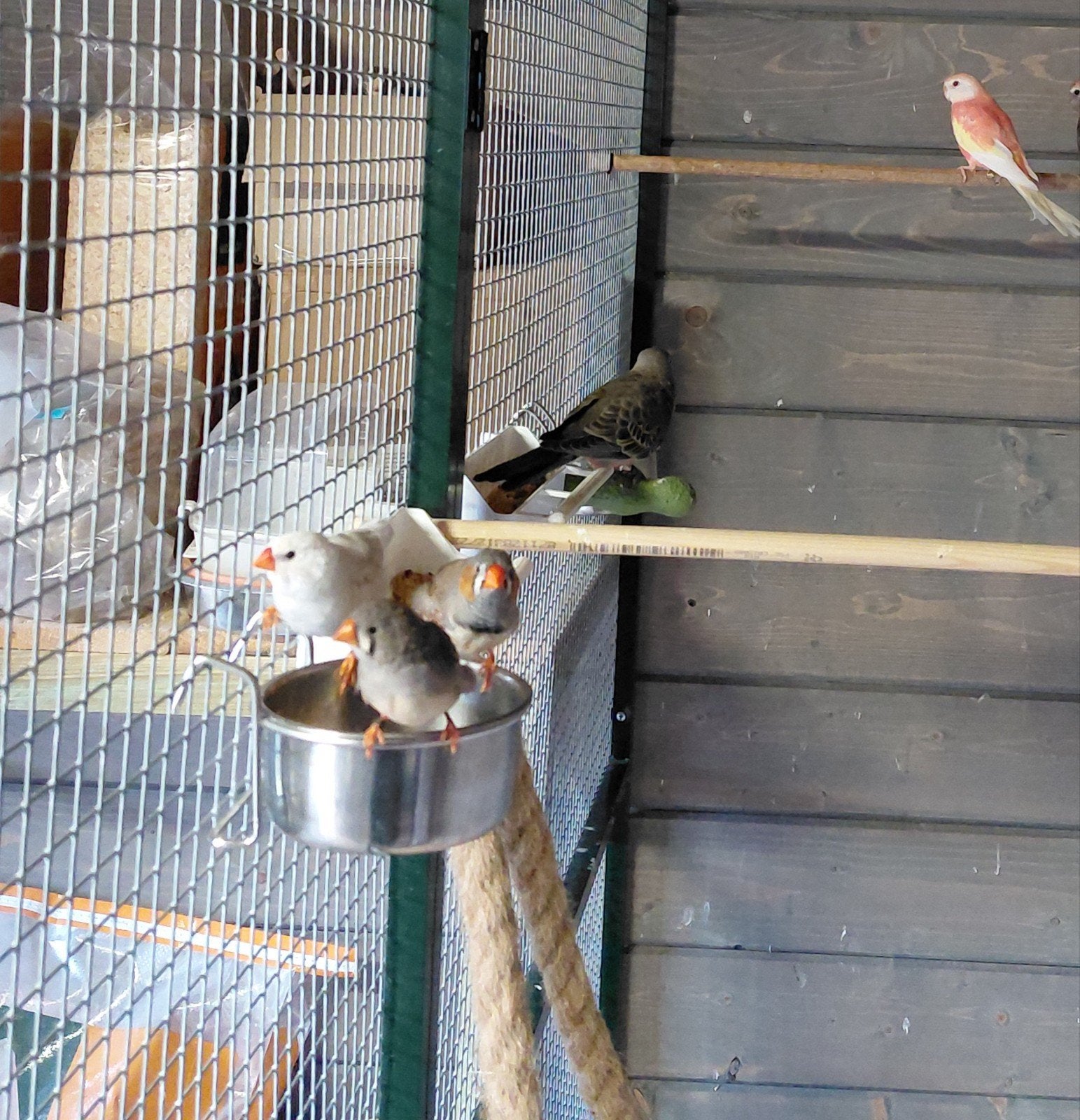 zebravinken, Dieren en Toebehoren, Vogels | Overige Vogels, Meerdere dieren, Tropenvogel, Geringd