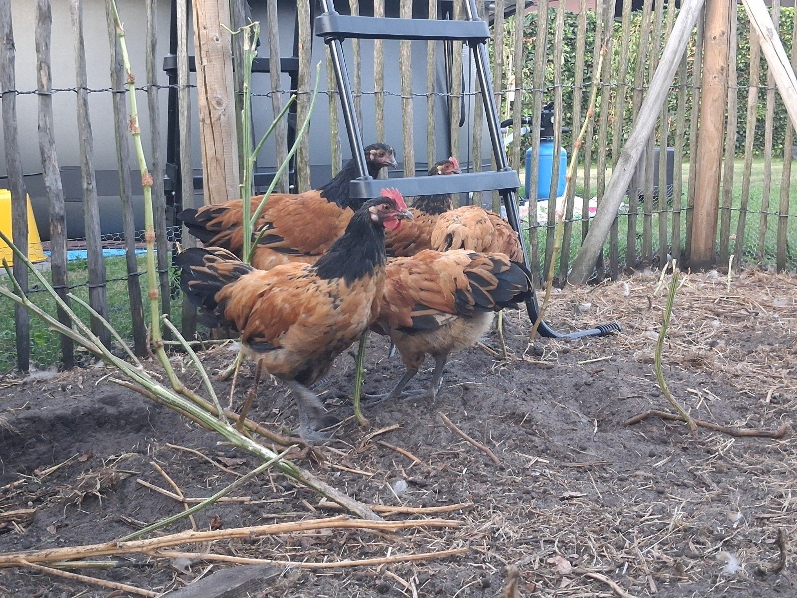 haan, Dieren en Toebehoren, Mannelijk, Kip
