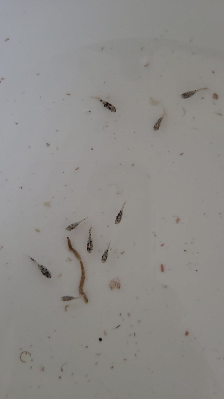 molly visjes, Dieren en Toebehoren, Vis, Zoetwatervis