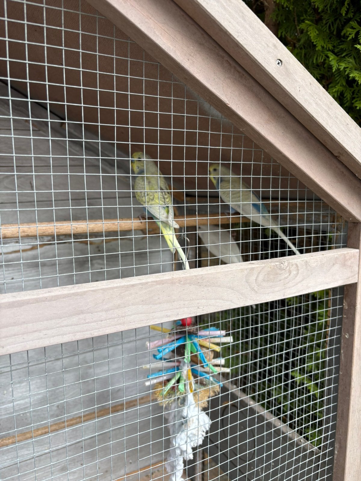 GrasParkiet, Dieren en Toebehoren, Meerdere dieren, Parkiet