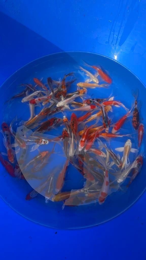 Butterfly koi mix
