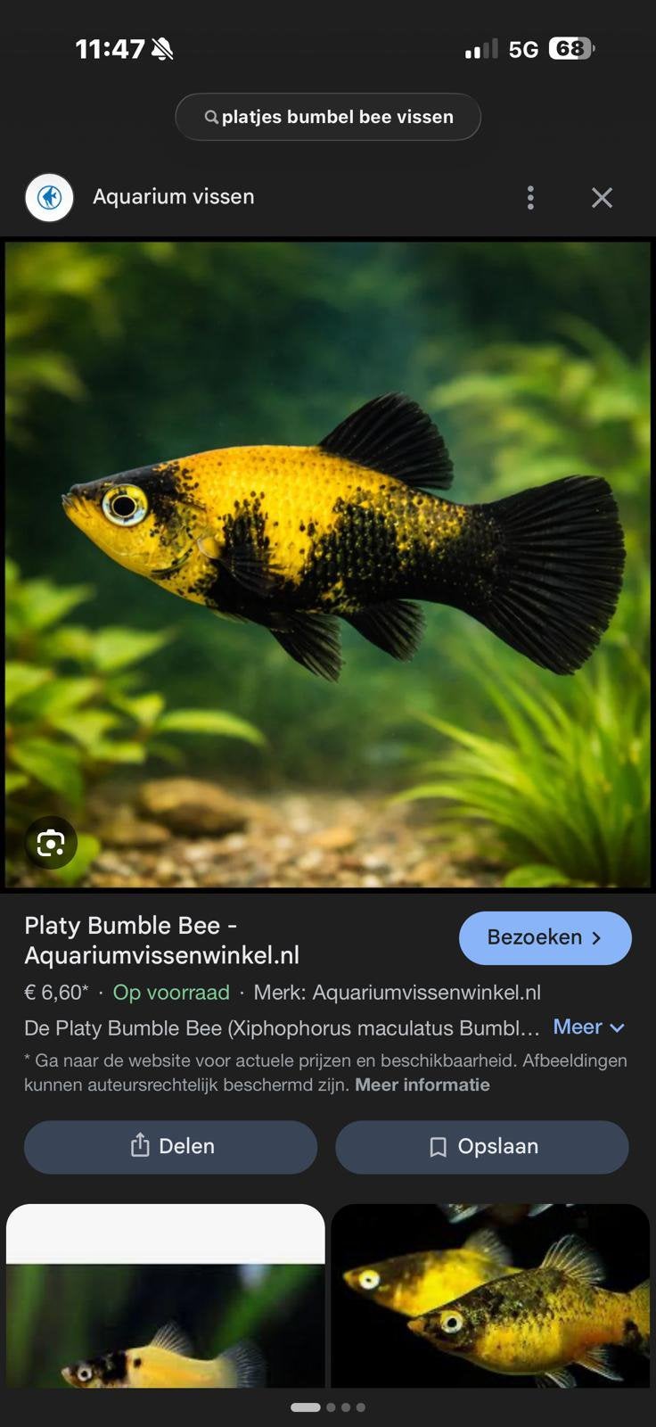 Te koop gevraagde Platy Bumble bee omgeving Zwolle 50km, Vis