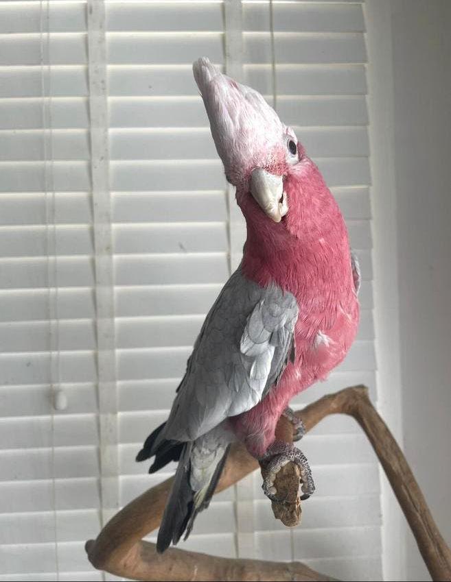 Zeer Tamme Roze Kakatoe Split Lutino Man, Mannelijk, Papegaai, Pratend
