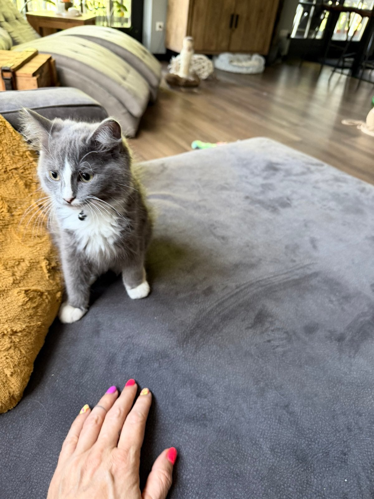 Blue bicolour ragdoll kater, pluizig, rustig en erg lief, Dieren en Toebehoren, Katten en Kittens | Raskatten | Langhaar, Kater