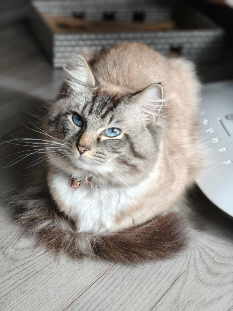 Prachtige, lieve Dekkater Joep, Dieren en Toebehoren, Katten en Kittens | Dekkaters, 0 tot 2 jaar