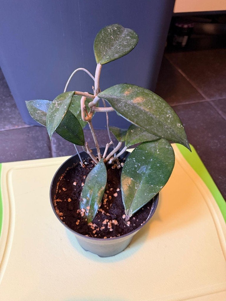 Hoya Carnosa, Huis en Inrichting, Ophalen, Halfschaduw, Minder dan 100 cm