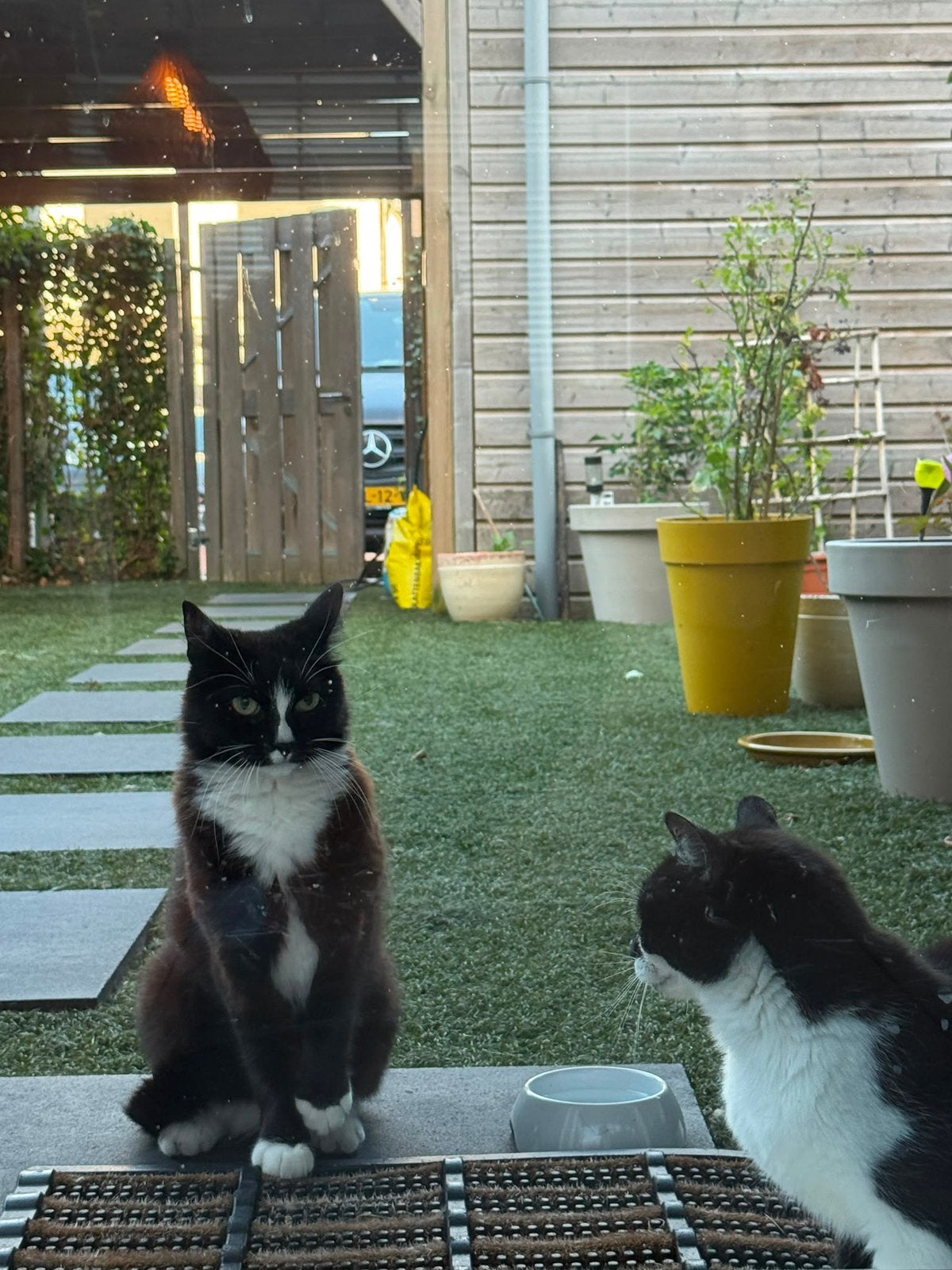 Twee lieve katten gratis!, Meerdere dieren, Gechipt, 6 jaar of ouder