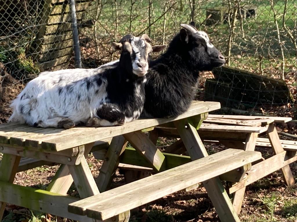 Twee lieve tamme dwerggeitjes dwerg geitjes, Dieren en Toebehoren, Vrouwelijk, Geit