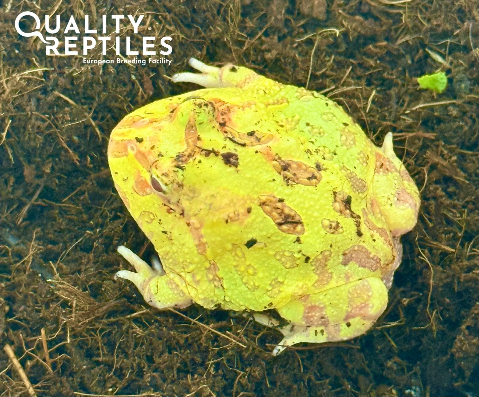 hoornkikkers (Ceratophrys Cranwelli) Albino Frog - unknown for sale from Quality Reptiles