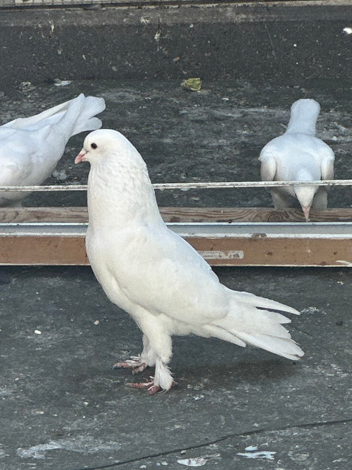 Takla duiven, Dieren en Toebehoren, Vogels | Duiven, Meerdere dieren, Postduif