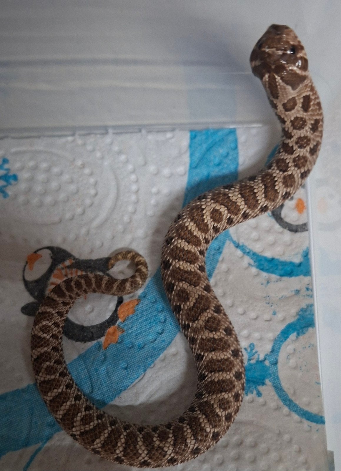 hognose 100 het lucy 0.1
nk 5/2026.
eet vlot muisjes (diepvr Hognose Snake photo 2