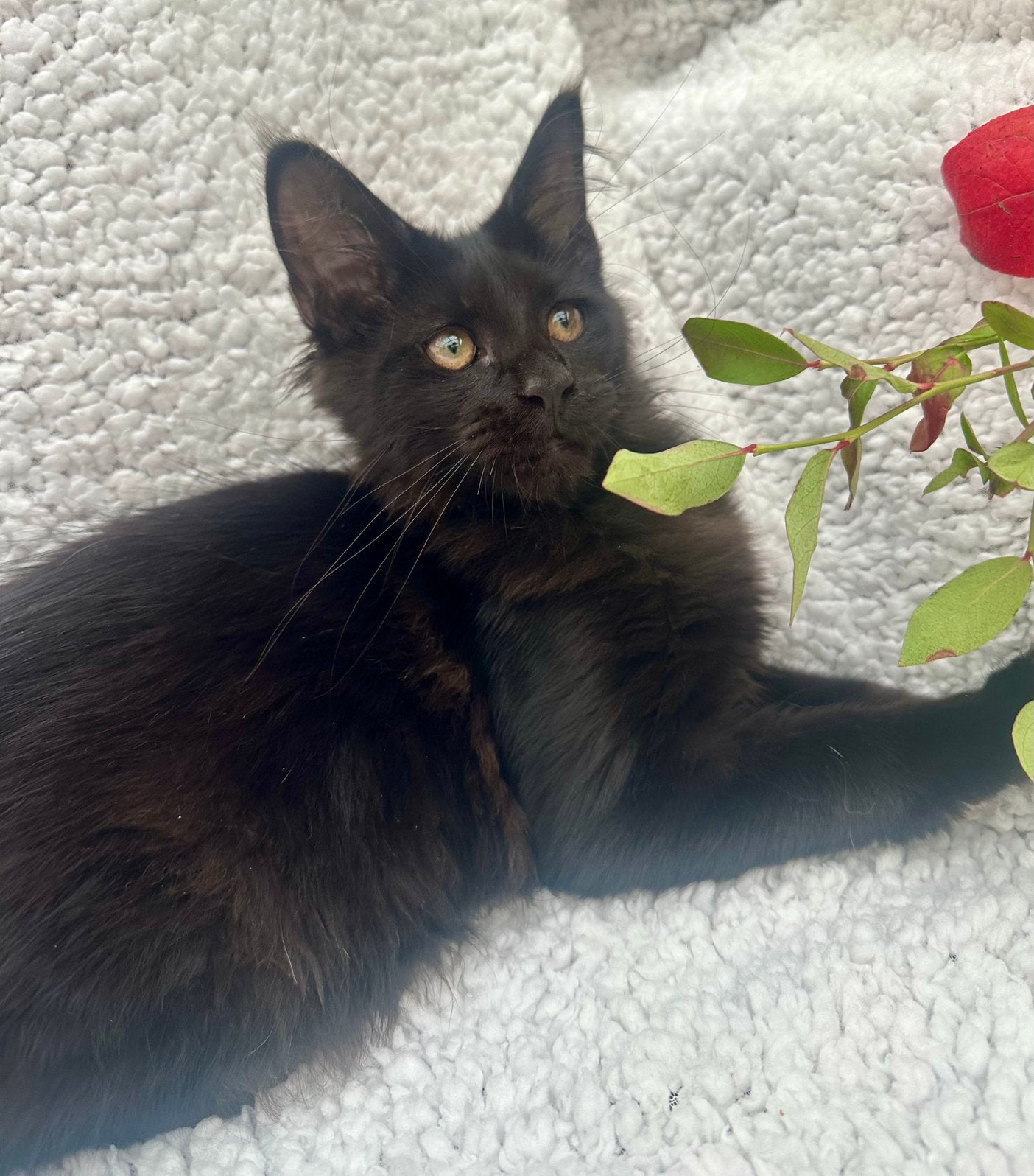 Maine Coon katertje, Kater, Met stamboom, 0 tot 2 jaar
