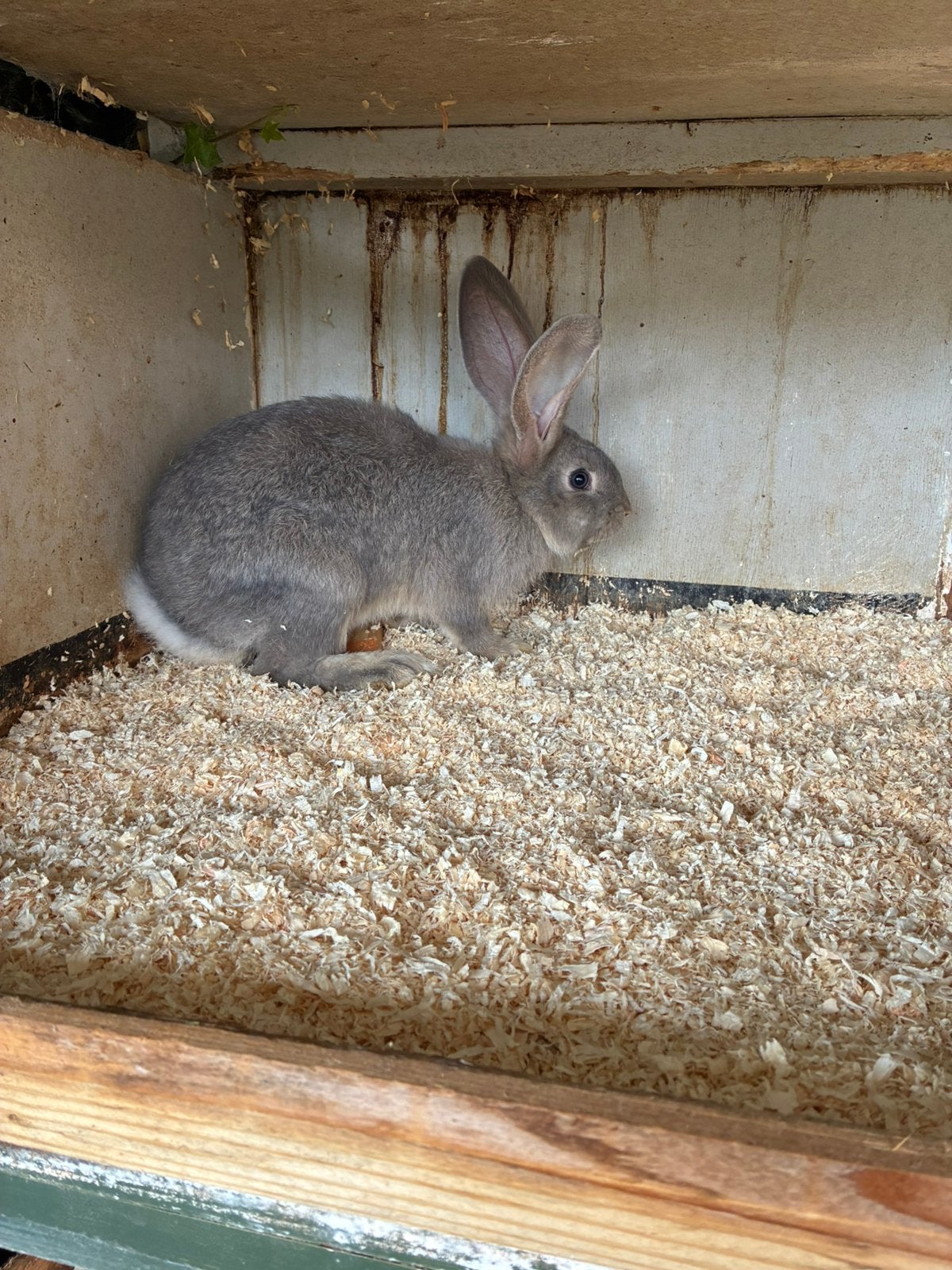 Chinchilla Duitse Reus Ram, Mannelijk, Groot