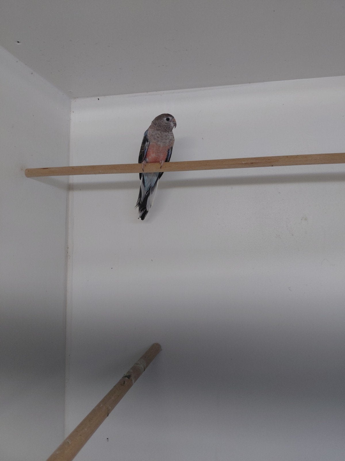 blauwe bourks pop., Meerdere dieren, Parkiet, Geringd