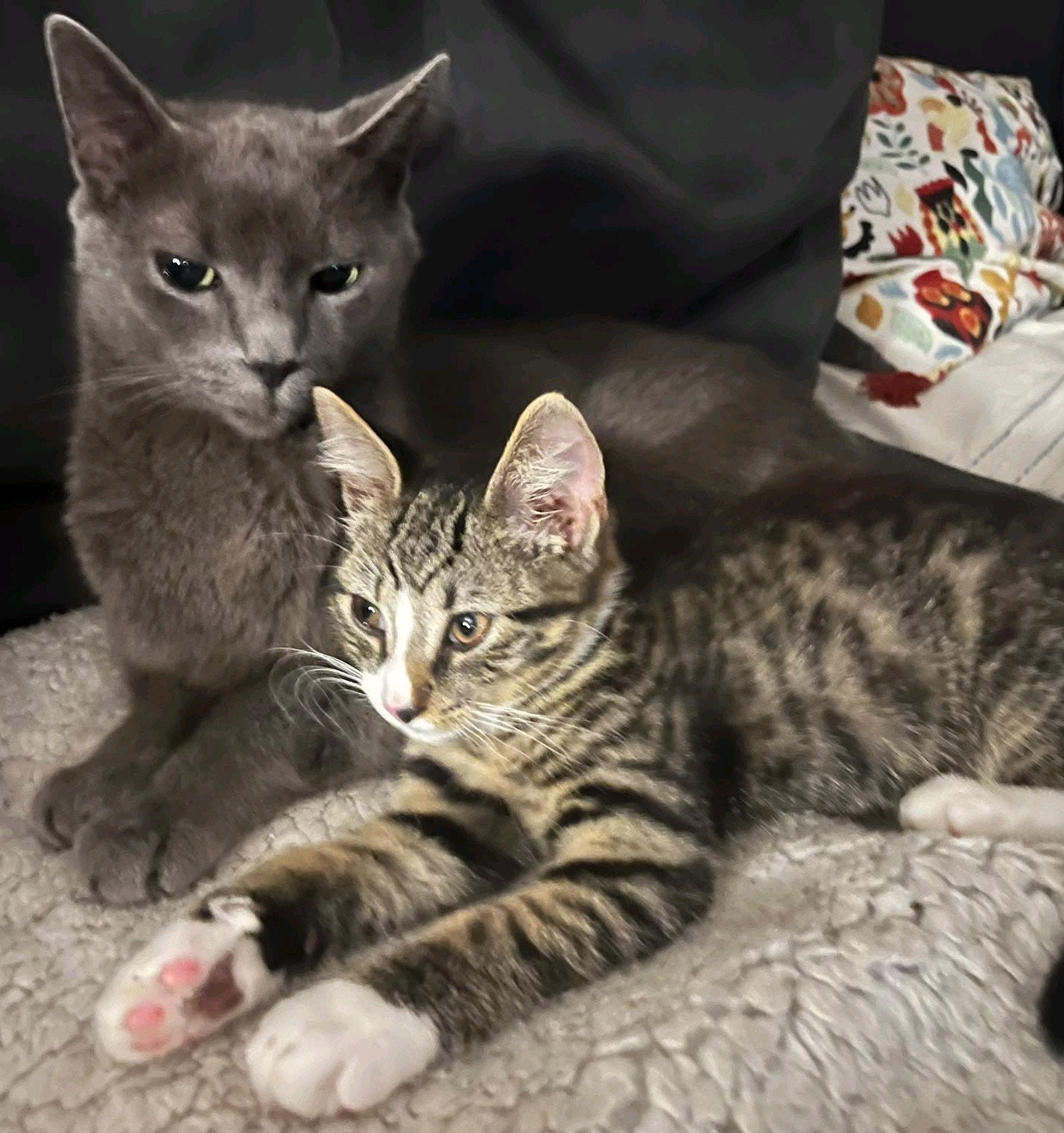 Prachtige kitten, tabby katertje Blauwerus X Britse korthaar, Kater, Ontwormd