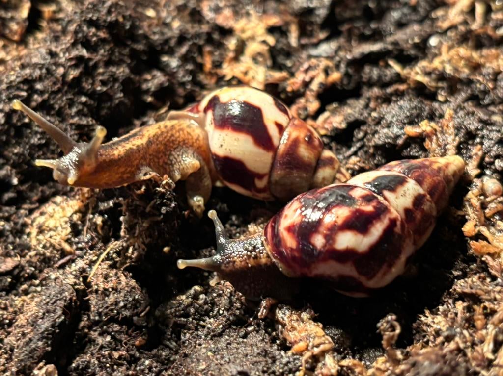 Limicolaria flammea reuzenslak, Overige soorten
