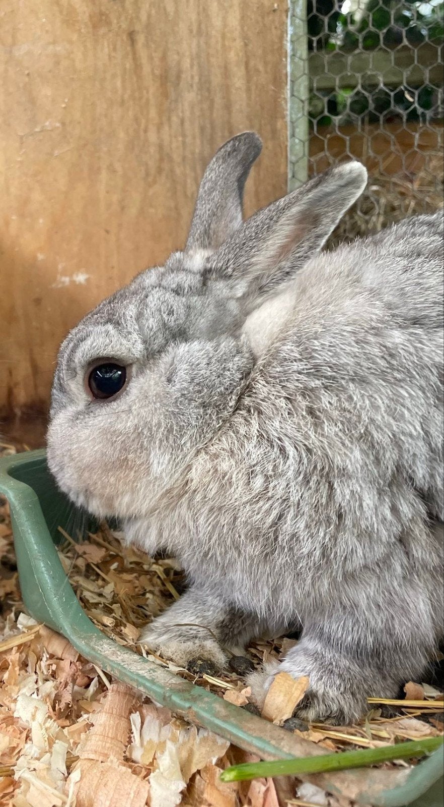 Konijn, Dieren en Toebehoren, Mannelijk, 6 tot 8 jaar
