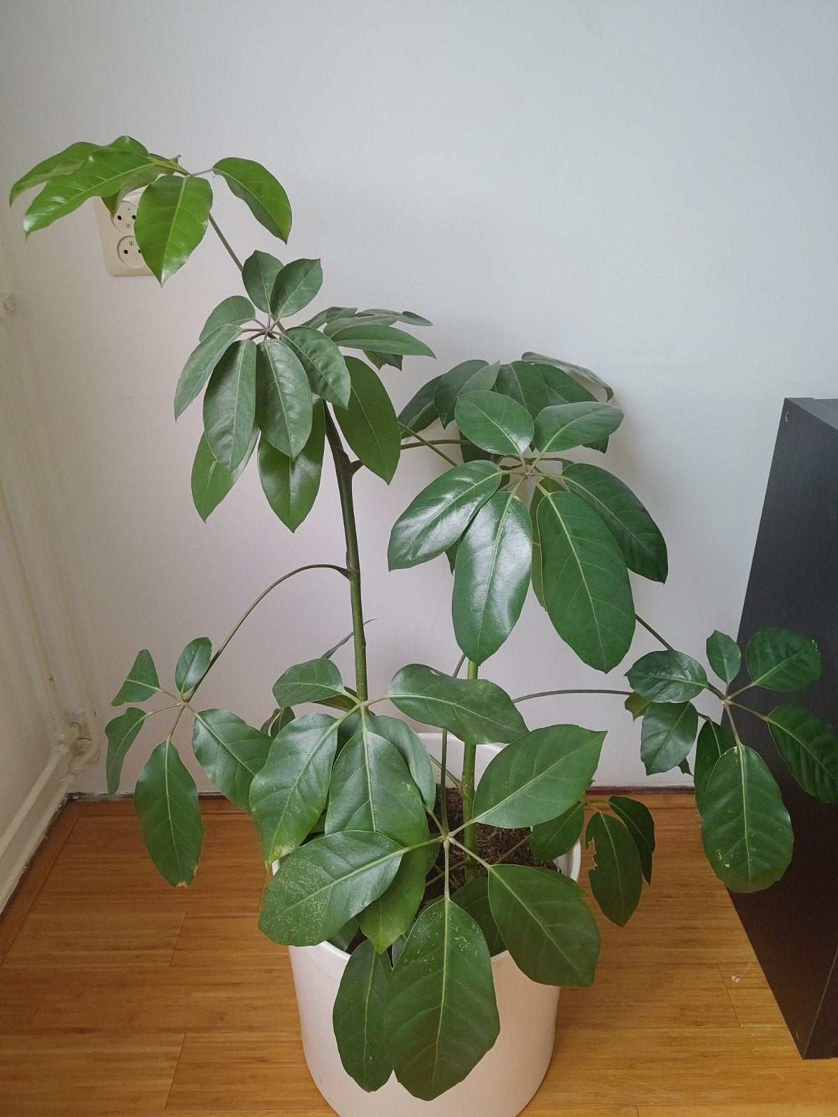 Grote Schefflera (Vingersboom) - Kamerplant, Ophalen, Vaste plant, Overige soorten, Volle zon