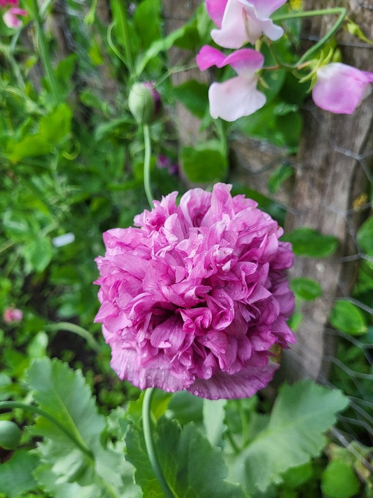 Zaden Papaver Violetta blush, Verzenden, Volle zon