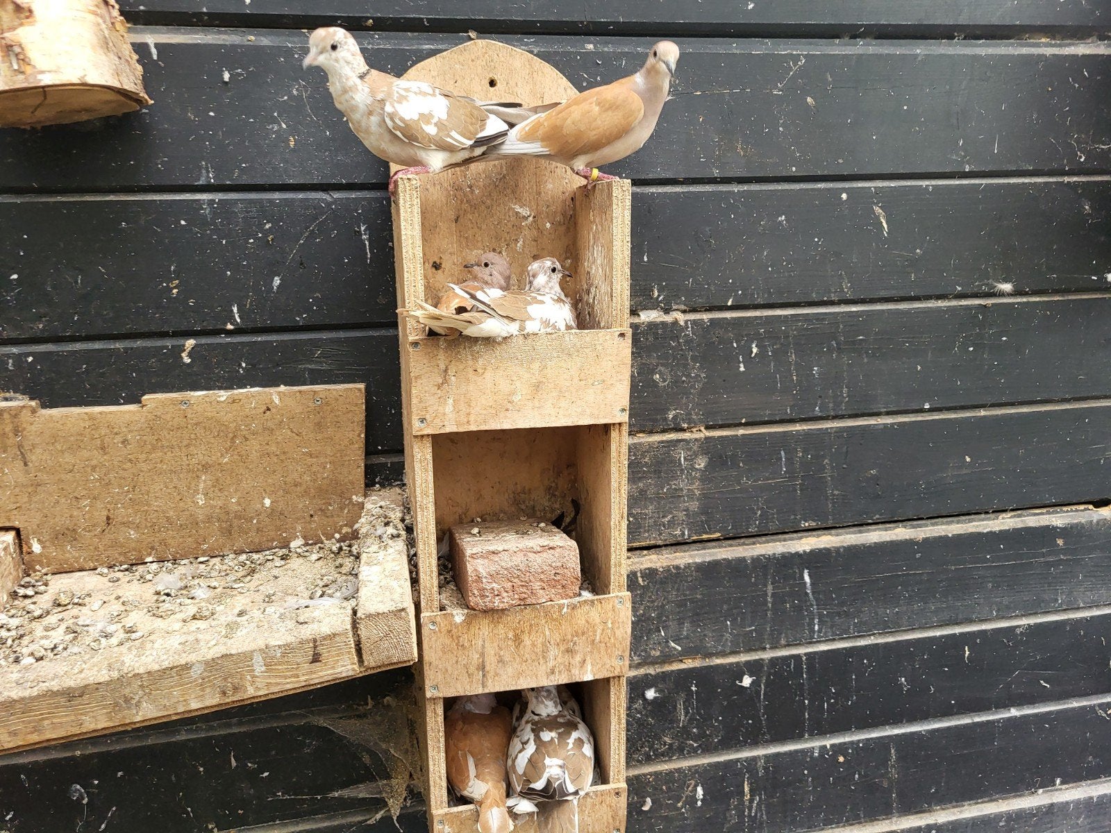 Lachduiven, Meerdere dieren