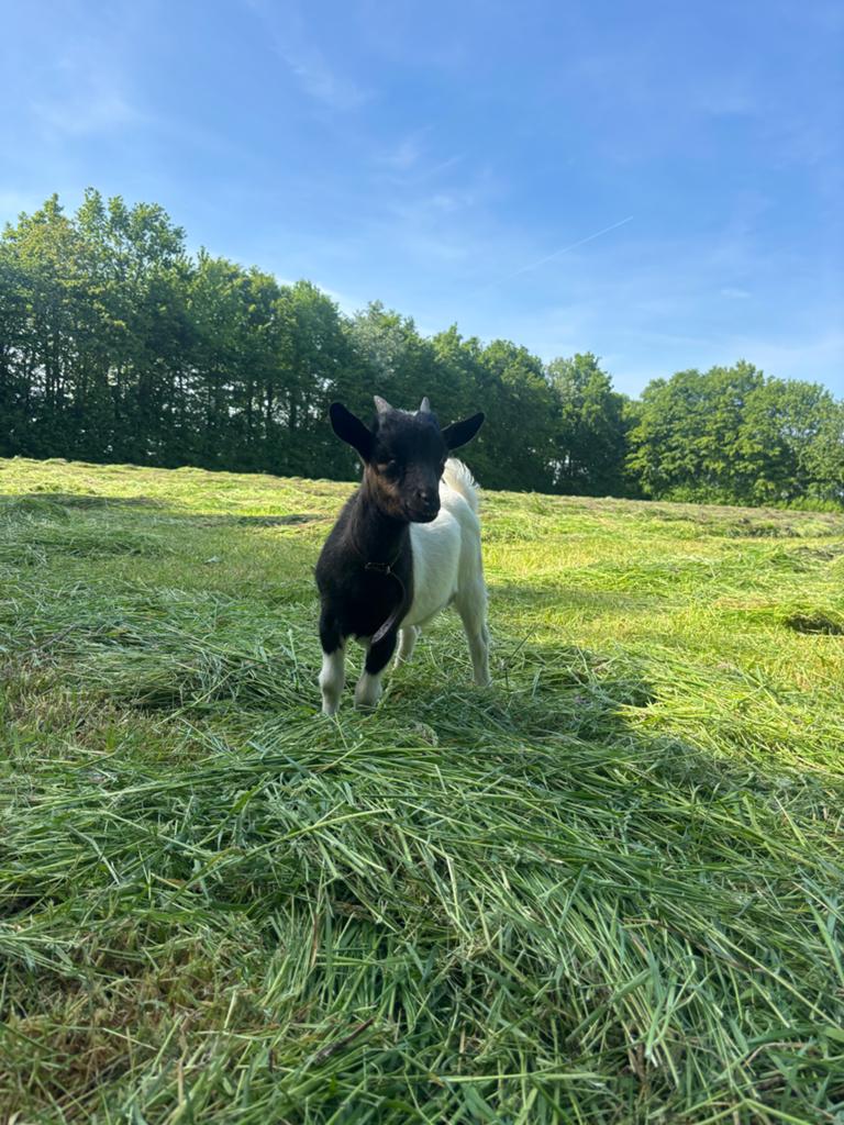 Dwerggeit bokje, Dieren en Toebehoren, Schapen, Geiten en Varkens, Mannelijk, Geit