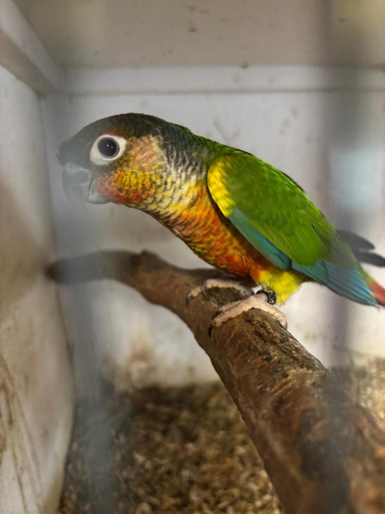 Pyrrhura 's, Meerdere dieren, Parkiet
