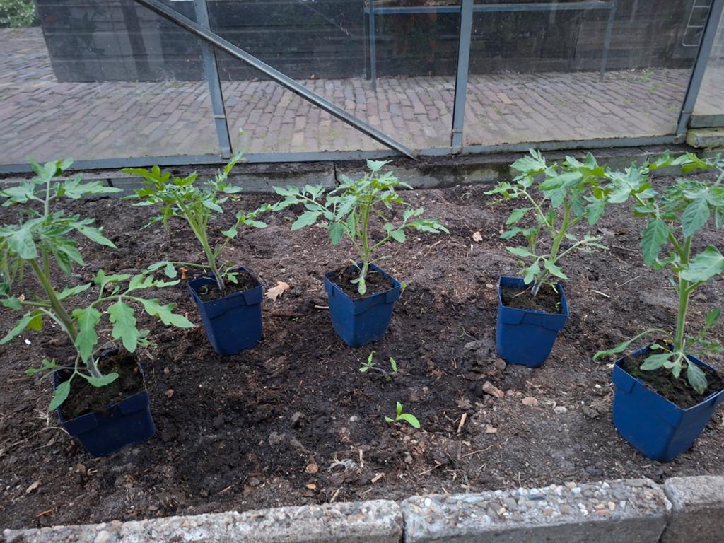 Cherry tomaten planten, Ophalen of Verzenden, Eenjarig, Groenteplanten, Volle zon