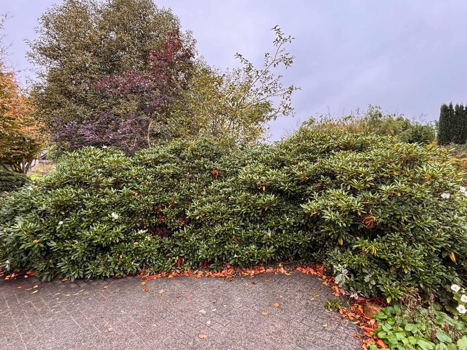Grote volwassen Rhododendron – groenblijvend – vol knoppen, Tuin en Terras, Ophalen