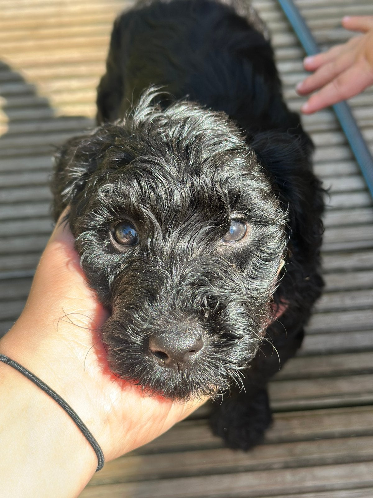 Labradoodle Pups - puppy's, Dieren en Toebehoren, Honden | Niet-rashonden, 8 tot 15 weken, Meerdere, Meerdere dieren, Middel