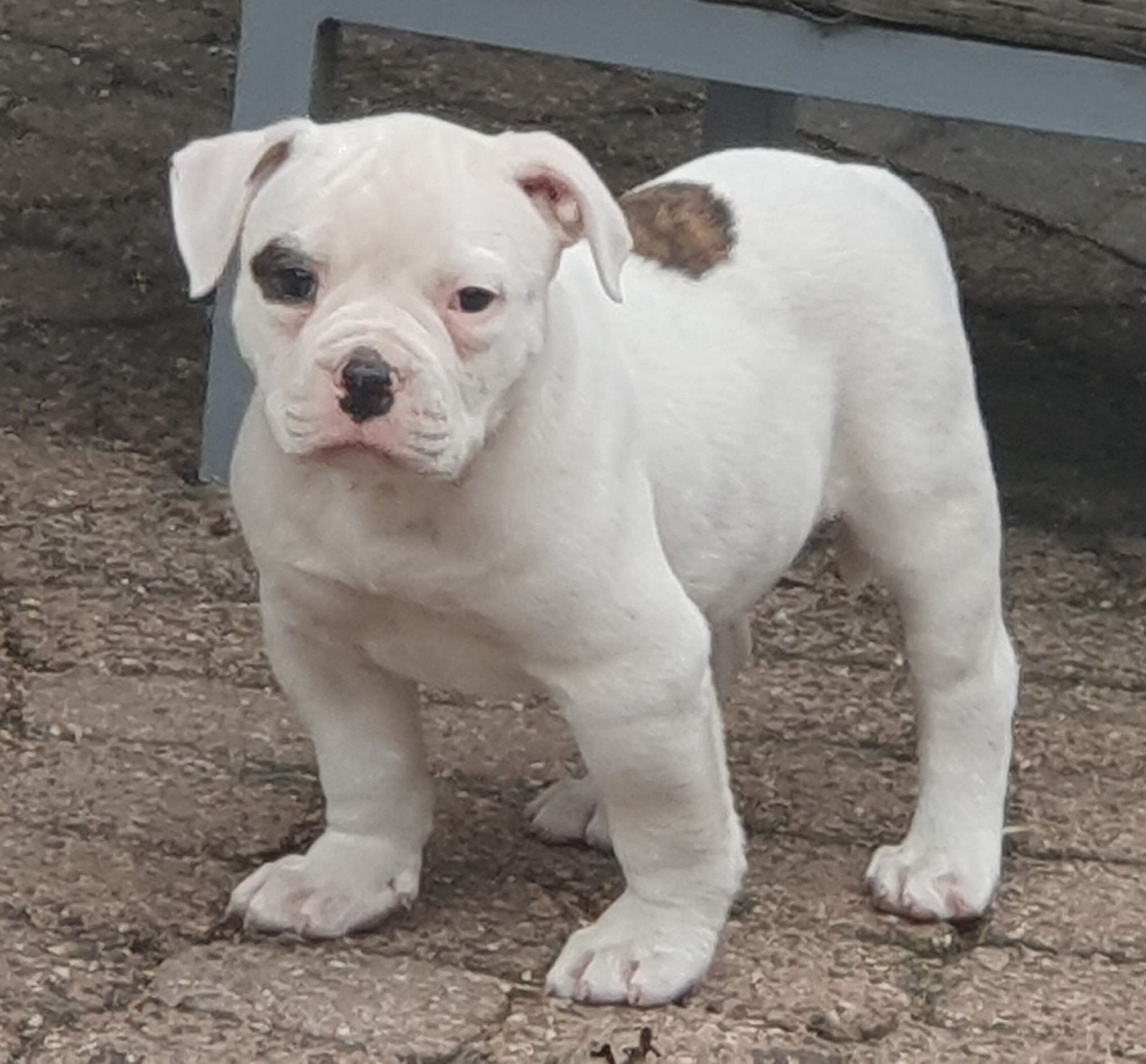 prachtige en gezonde Amerikaanse bulldog pups met stamboom, Dieren en Toebehoren, Honden | Bulldogs, Pinschers en Molossers, Parvo