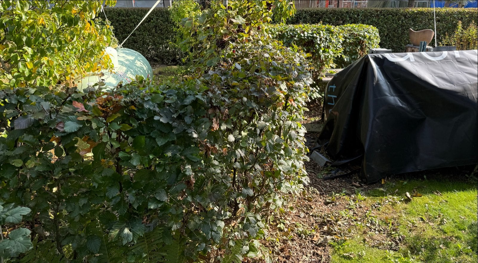 Groene Beukenhaag - 10 meter - Zelf uitsteken, Tuin en Terras, Ophalen, Beukenhaag, Haag