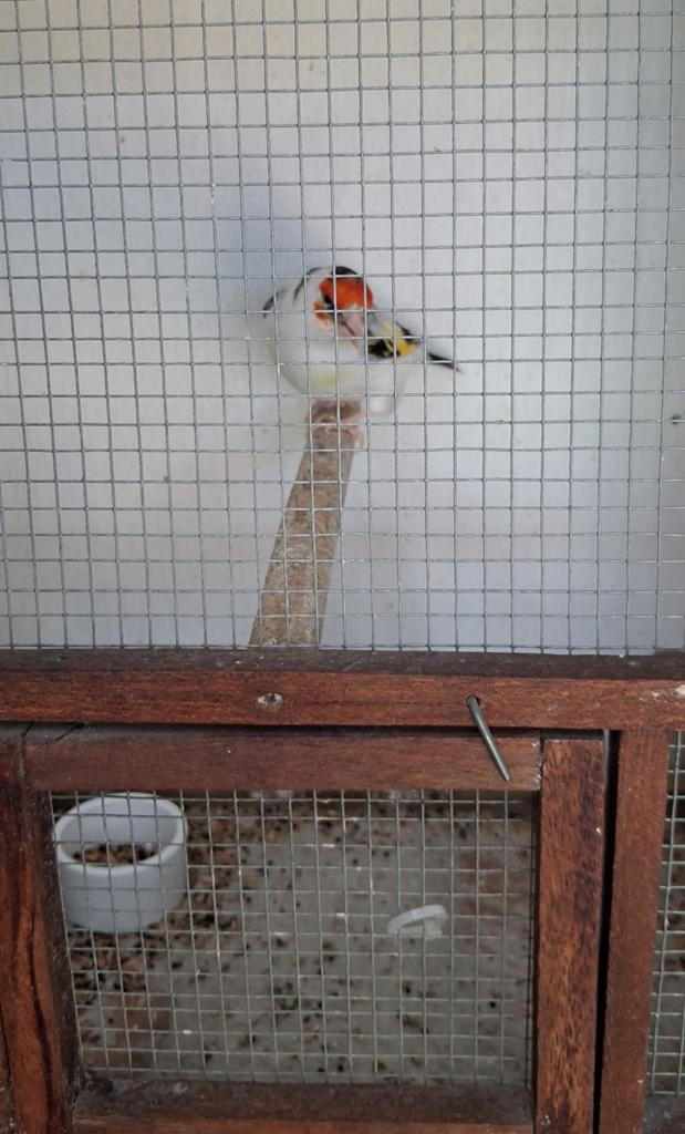 Witkop agaat major putter man 2025, Dieren en Toebehoren, Vogels | Overige Vogels, Mannelijk, Wildzangvogel