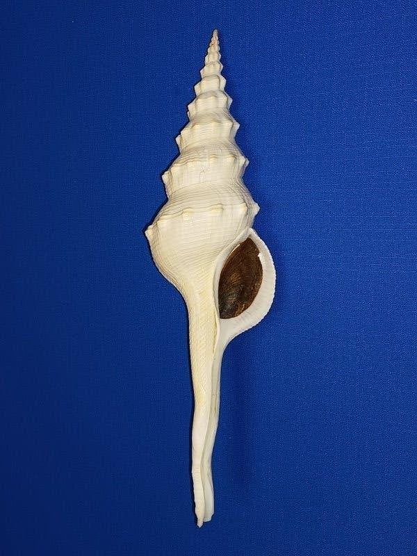 Schelpen, Fusinus longissimus, Ophalen of Verzenden, Schelp(en)