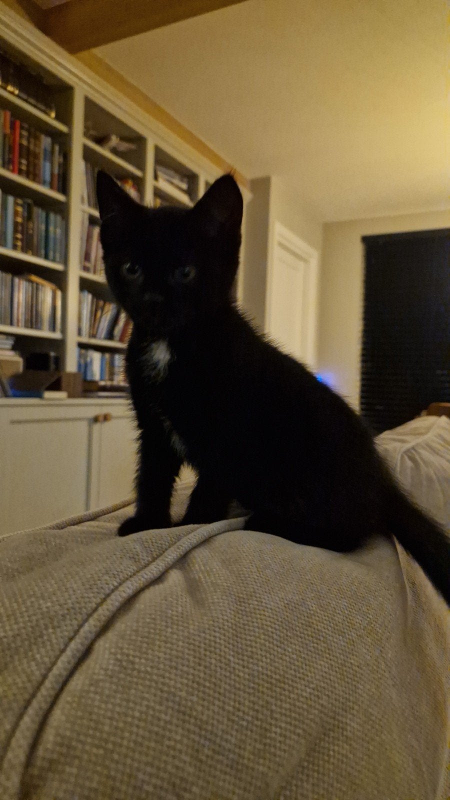 lieve zwarte kitten, Meerdere dieren, Kortharig, 0 tot 2 jaar