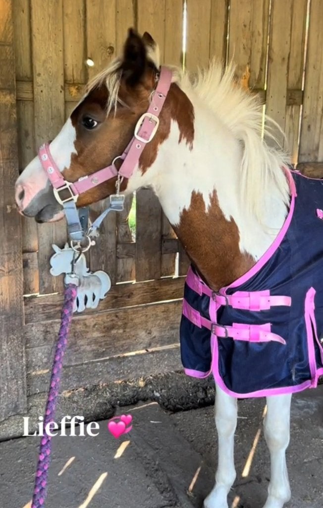 Shetlander/en c pony, Dieren en Toebehoren, Merrie, Met stamboom, A pony (tot 1.17m), 3 tot 6 jaar