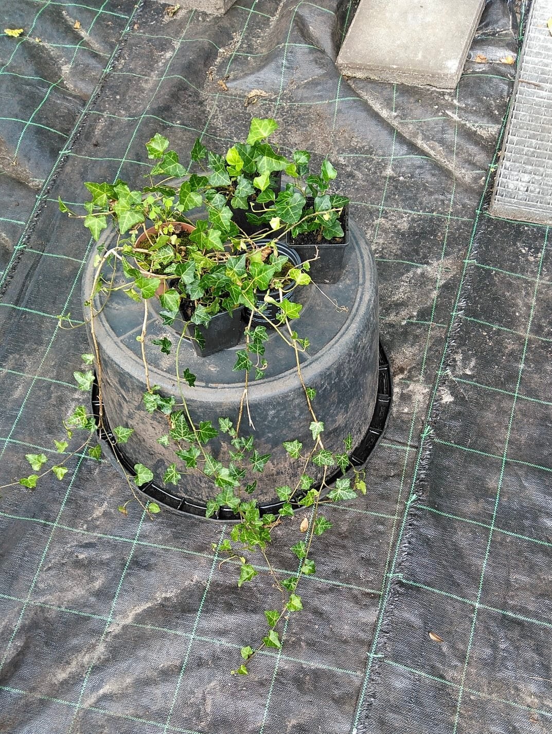 Hedra, Tuin en Terras, Ophalen, Overige soorten, Halfschaduw