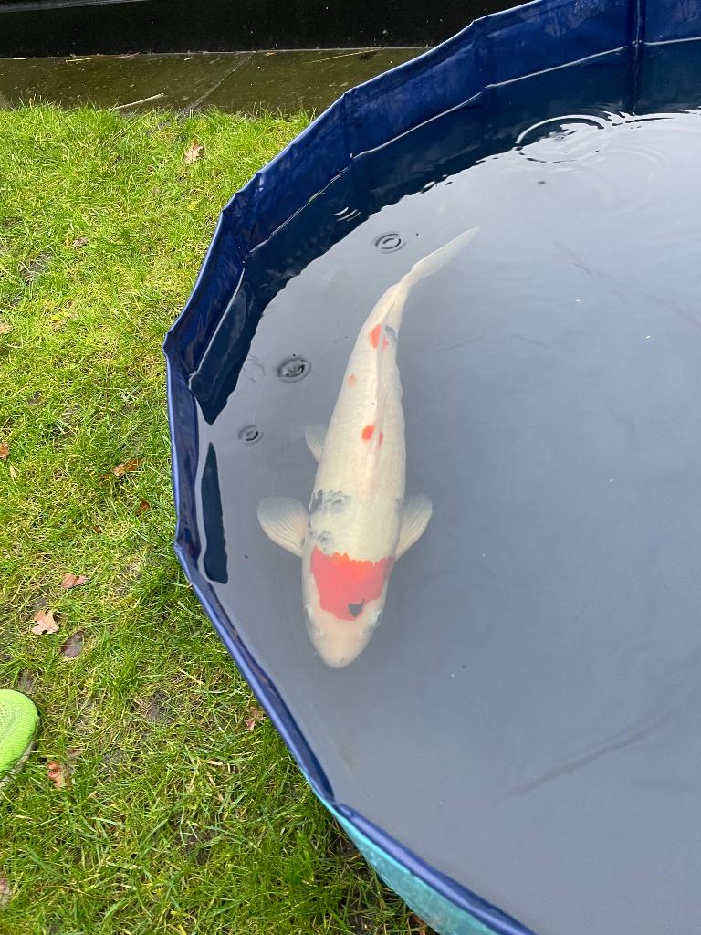Maruten sanke japanse koi, Karper of Koi