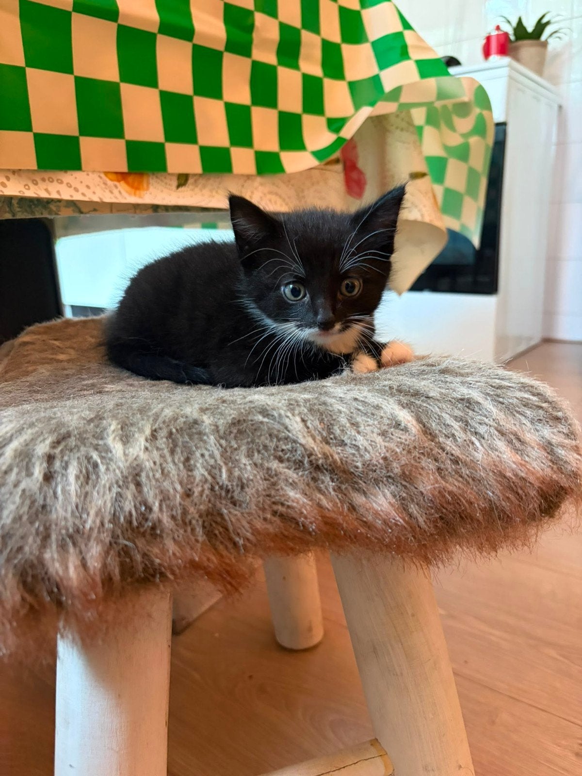 laatste kitten