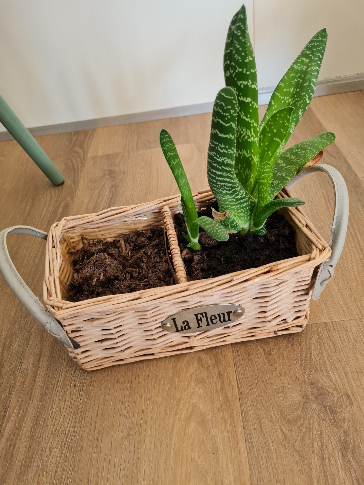 Vetplantje inclusief plantenpot, Ophalen of Verzenden, Halfschaduw, Minder dan 100 cm
