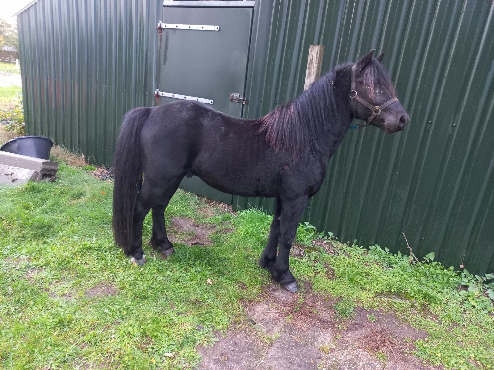 mooie brave pony, Hengst, B pony (1.17m tot 1.27m), Onbeleerd, Recreatiepony