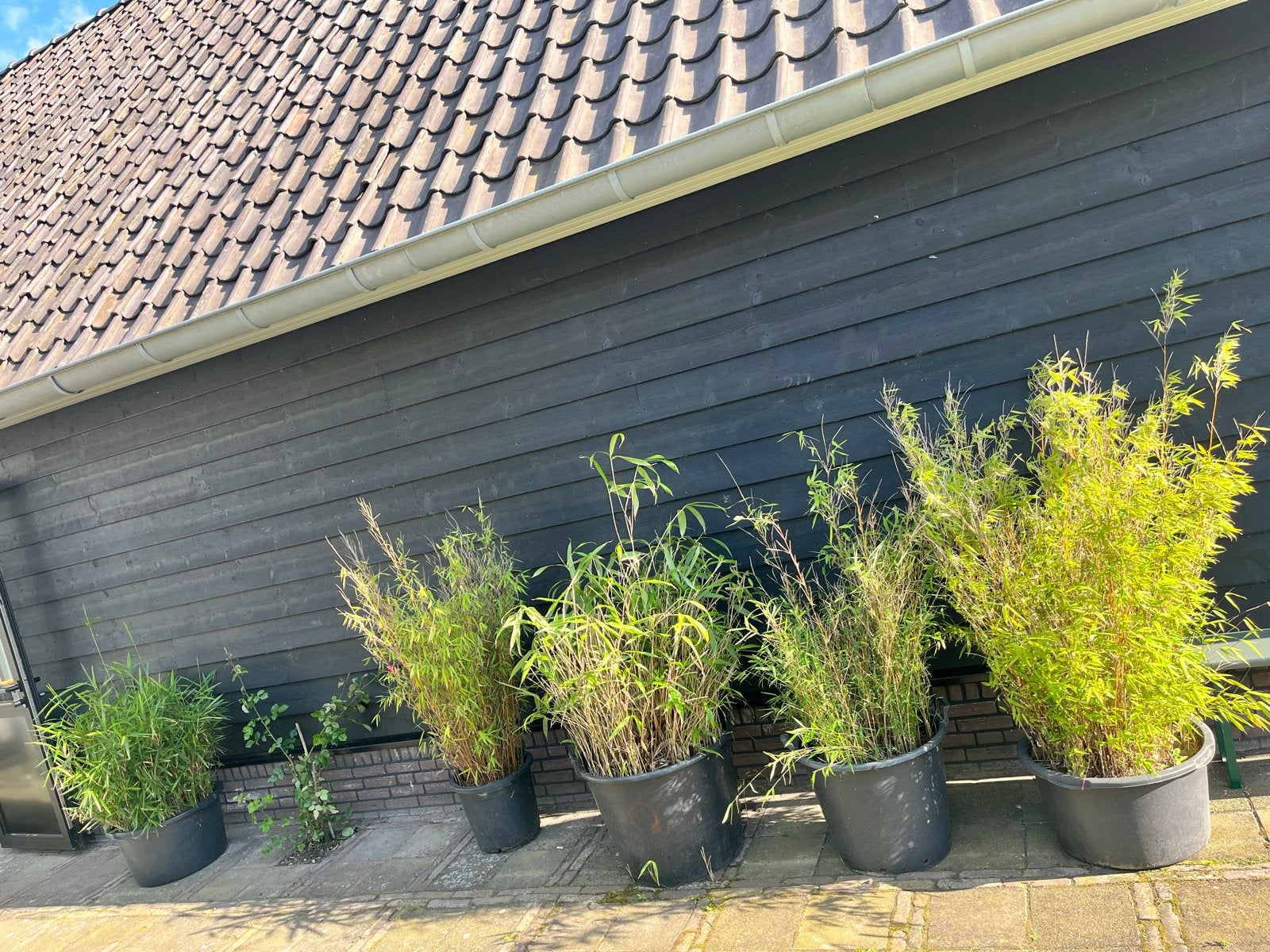 5 Bamboe planten in kuip - diverse soorten en maten, Tuin en Terras, Ophalen, Vaste plant, Siergrassen, Bloeit niet